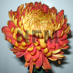 Wholesale Flower Supplier - National Flower Mart